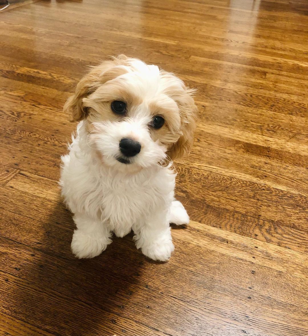 Bezaubernder Cavachon Welpe